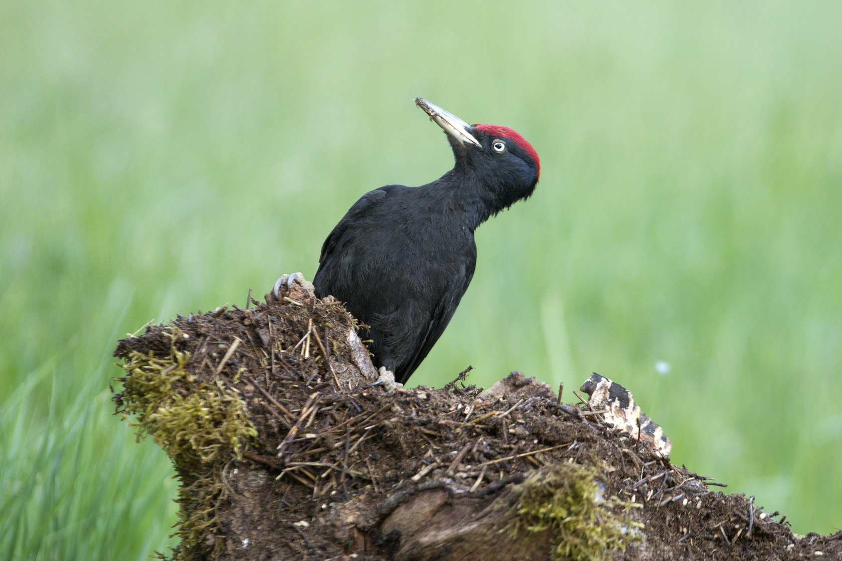 Vreemde vogels