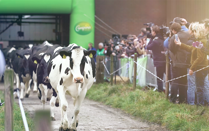 Weide nog niet klaar voor dansende koeien op eerste lentedag