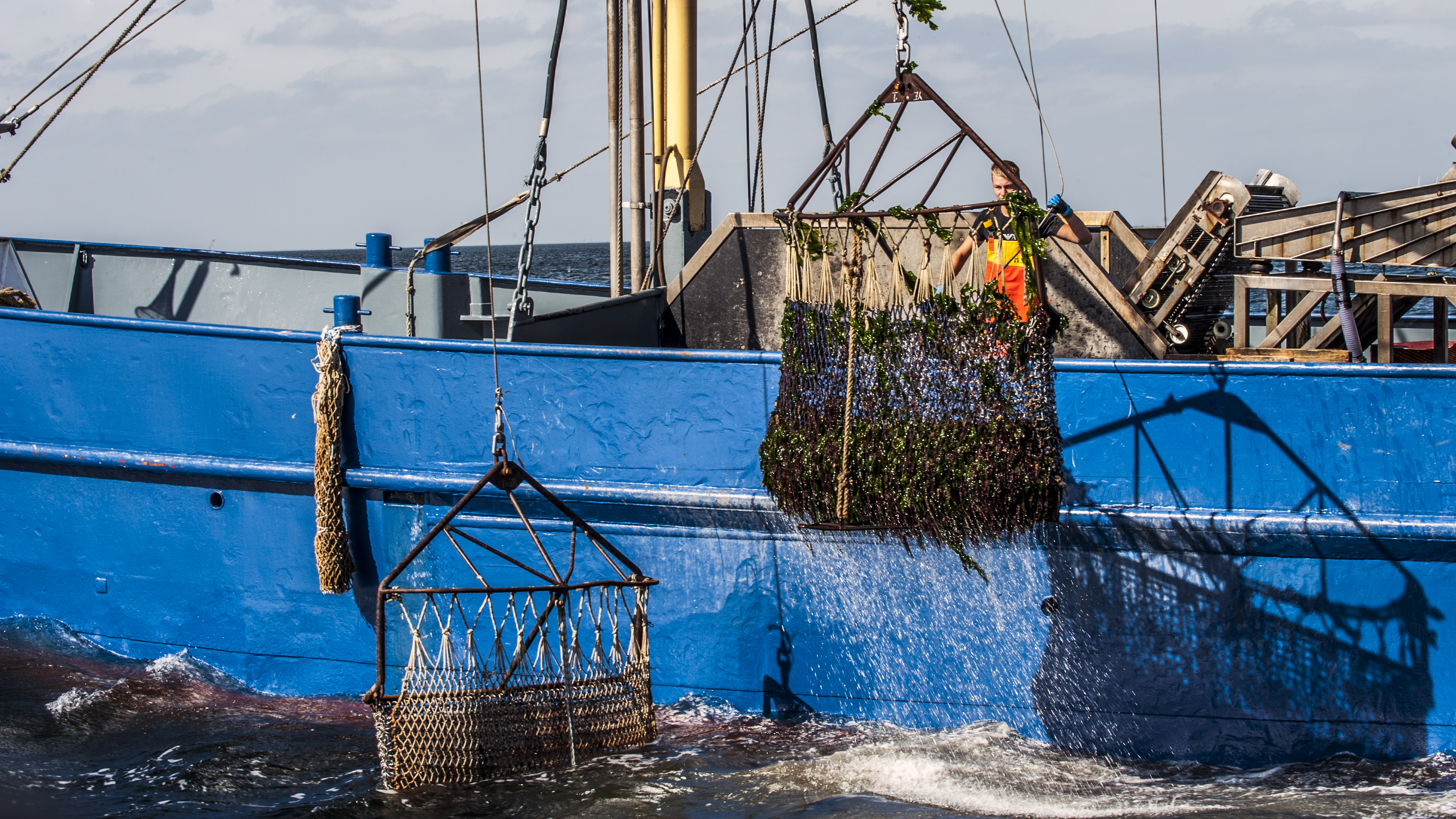 Oesterseizoen officieel ingeluid op de Oosterschelde