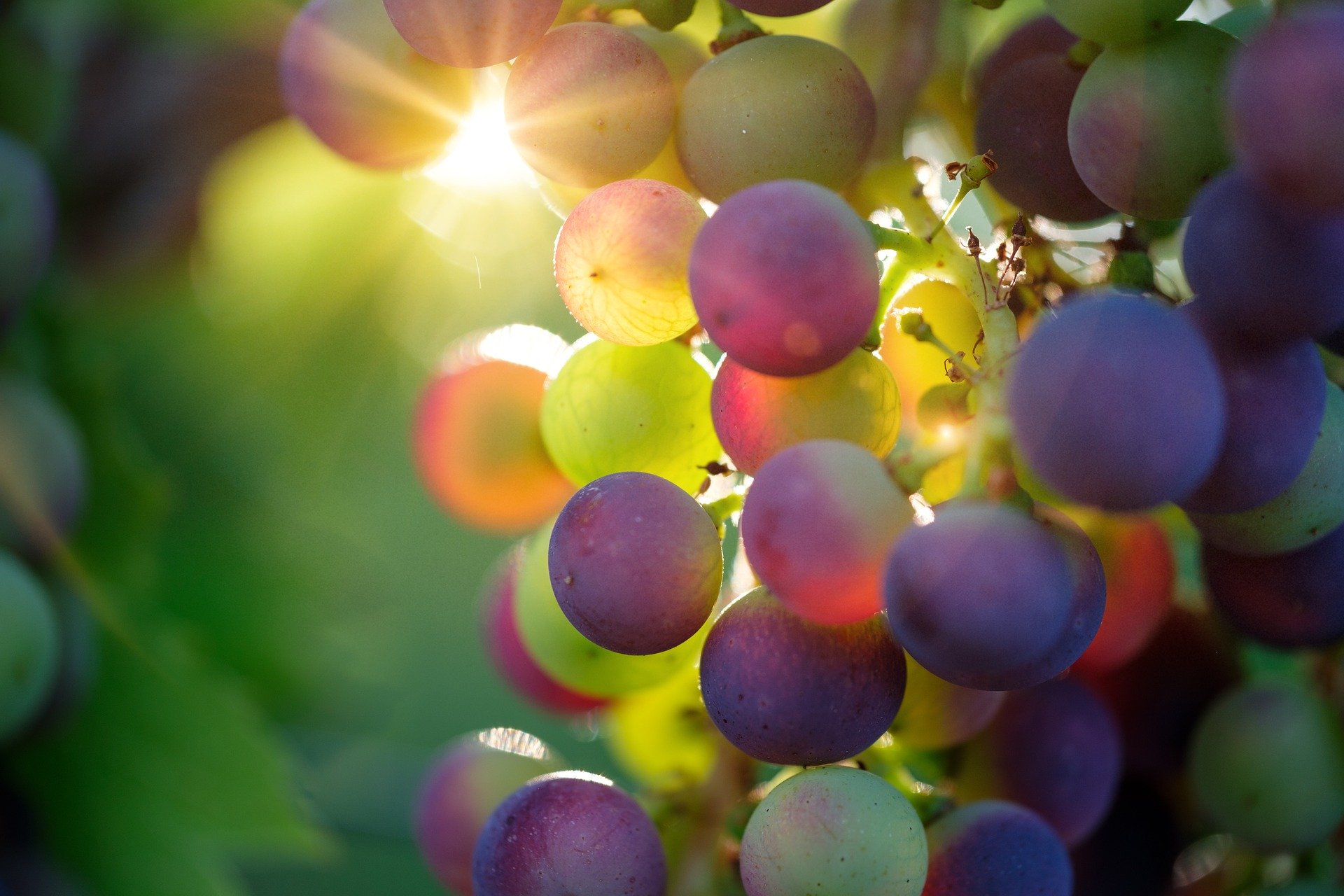 De vraag naar werkfruit groeit