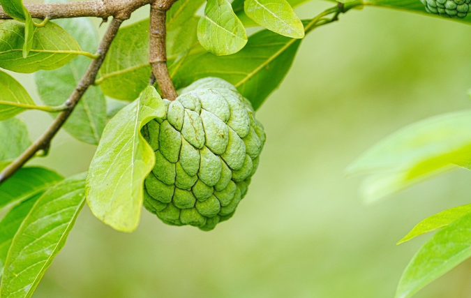 De toekomst van exotische planten in de Nederlandse tuinbouw