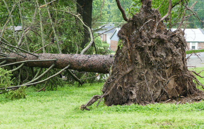 Steeds vaker verwondingen door vallende bomen: meer beleid nodig