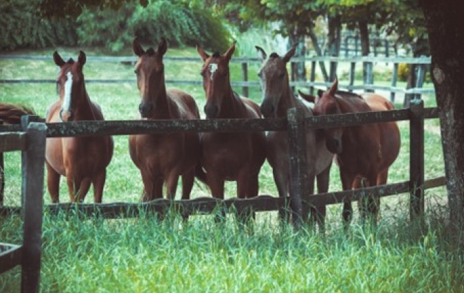 5 punten waarop je zou kunnen verduurzamen als je bedrijfsmatig paarden houdt