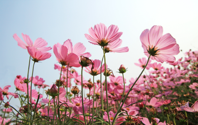 The Flower Farm boekt in 2023 twintig procent meer omzet