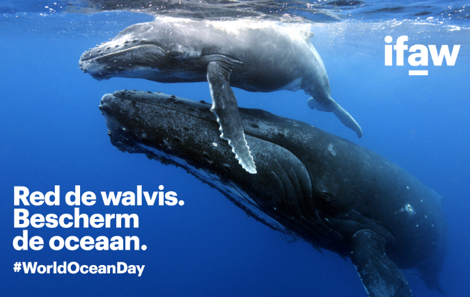 Ocean Outdoor steunt IFAW in het beschermen van de oceaan op World Ocean Day